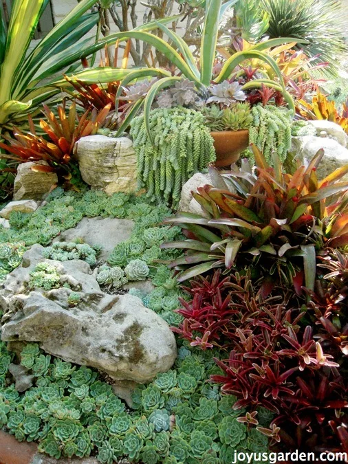 a beautiful garden showcasing succulents & bromeliads