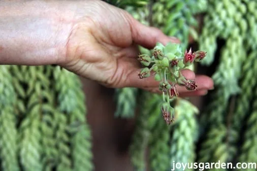 a closeup of the burros tail flower, deep pink, with trailing stems of burros tail succulent in the background