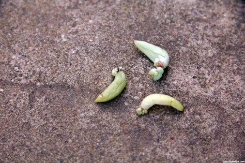 baby plants emerging succulent leaves where the leaf meets the stem