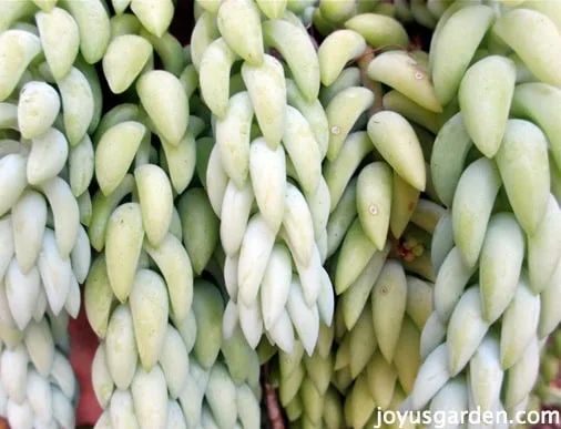 foliage of the burros tail sedum succulent up close so you can see that braided pattern formed by how the leaves grow