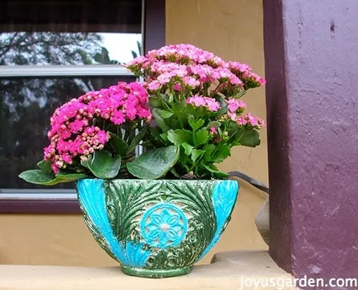 Freshly painted blue and green decorative pot sitting on ledge outside with 2 pink Kalanchoe's planted inside.