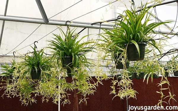 Many spider plants with babies hang in a greenhouse.