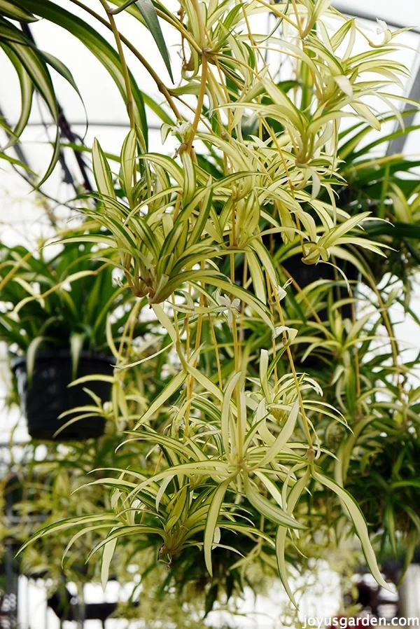 Close up of many white & green variegated spider plant babies.