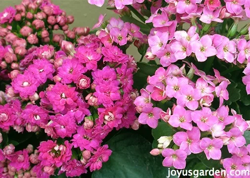 Close up of pink & rose flowers in full bloom on two Kalanchoe plants.