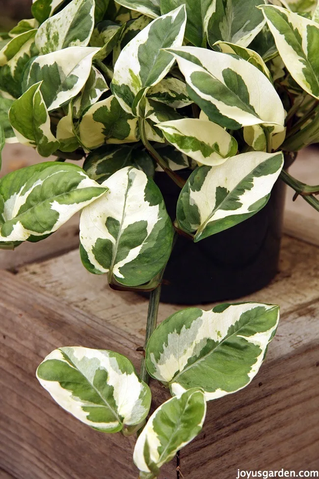 close up of a a green & white variegated Pothos Glacier on a wooden box