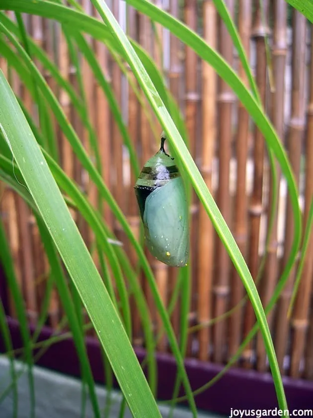 how-to-care-for-and-repot-a-ponytail-palm