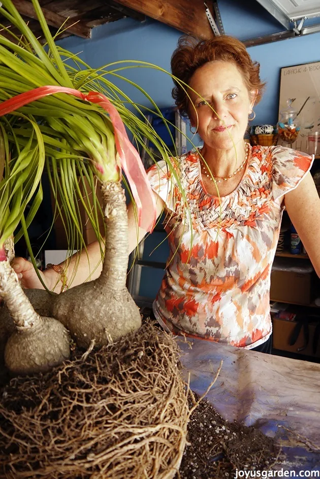 how-to-care-for-and-repot-a-ponytail-palm