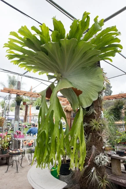 Mounting staghorn ferns (Platycerium)