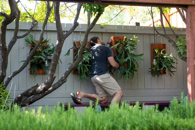 Mounting staghorn ferns (Platycerium)