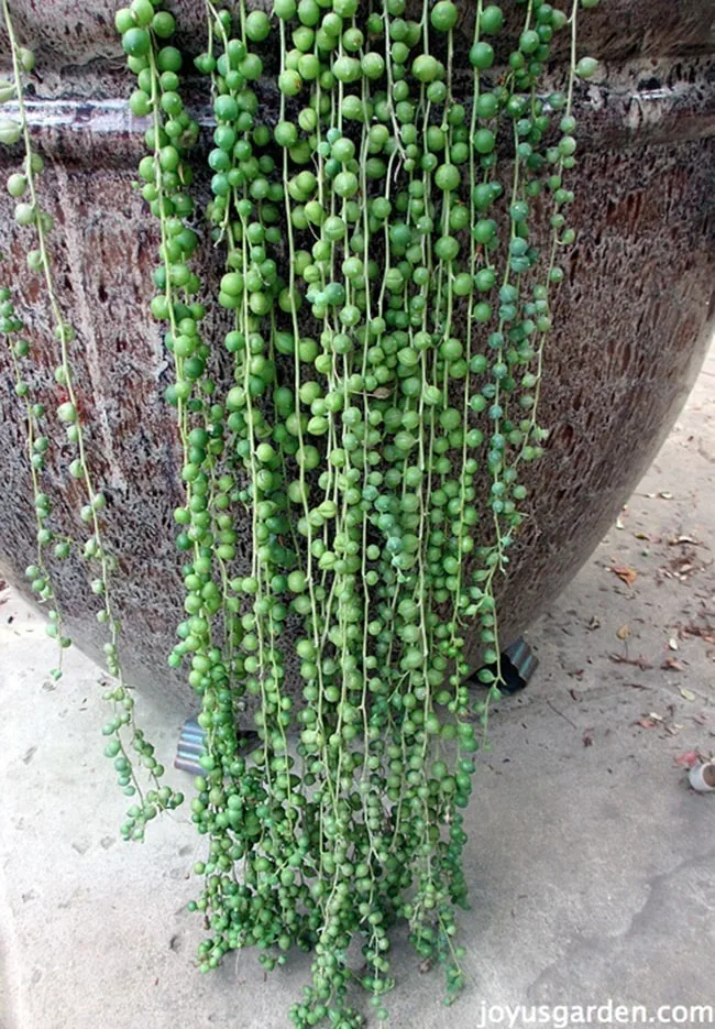 4' trails of string of pearls succulent trailing over a large pot