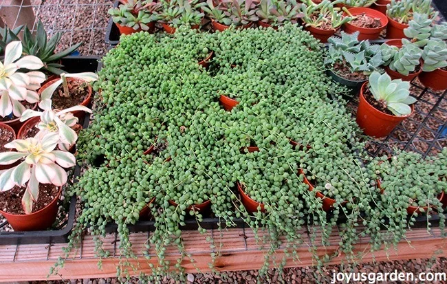 4" pots of string of pearls succulents on a nursery bench