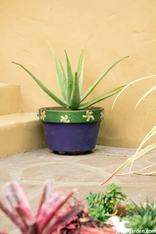 an aloe vera plant in a painted purple & green pot sits at the base of front porch steps