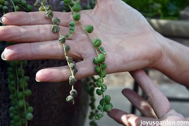 a hand holds an unhealthy string of pearls stem & a healthy string of pearls stem