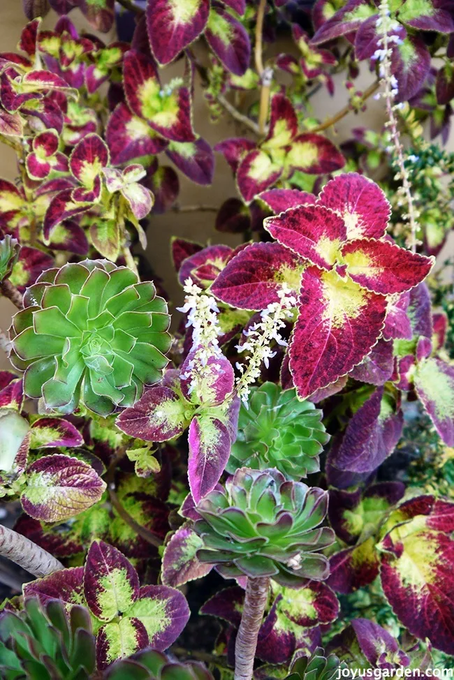 Coleus Flower Like Crazy