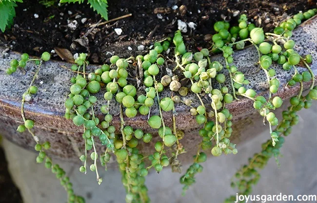 short & scraggly stems of string of pearls growing out of a pot