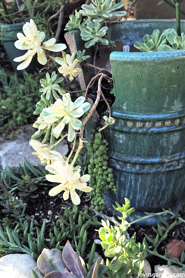 a broken blue pot sits in a garden with succulents growing out of it