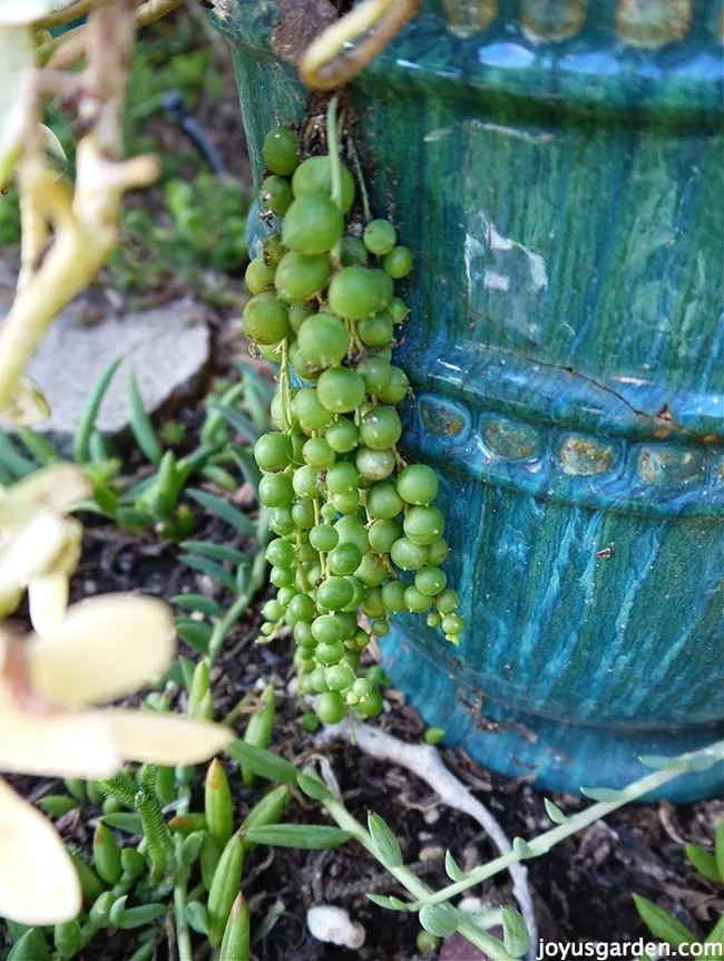 close up view of string of pearls stems growing out of a pot