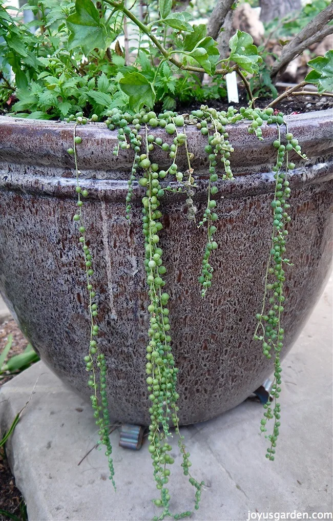 a large ceramic pot with sparse stems of string of pearls trailing over it