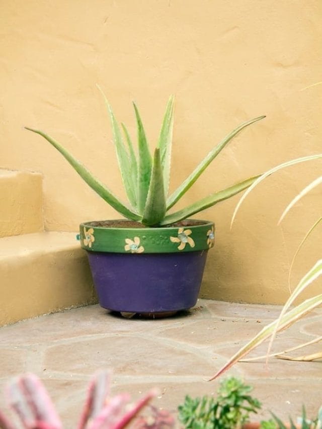 Planting Aloe Vera In Pots