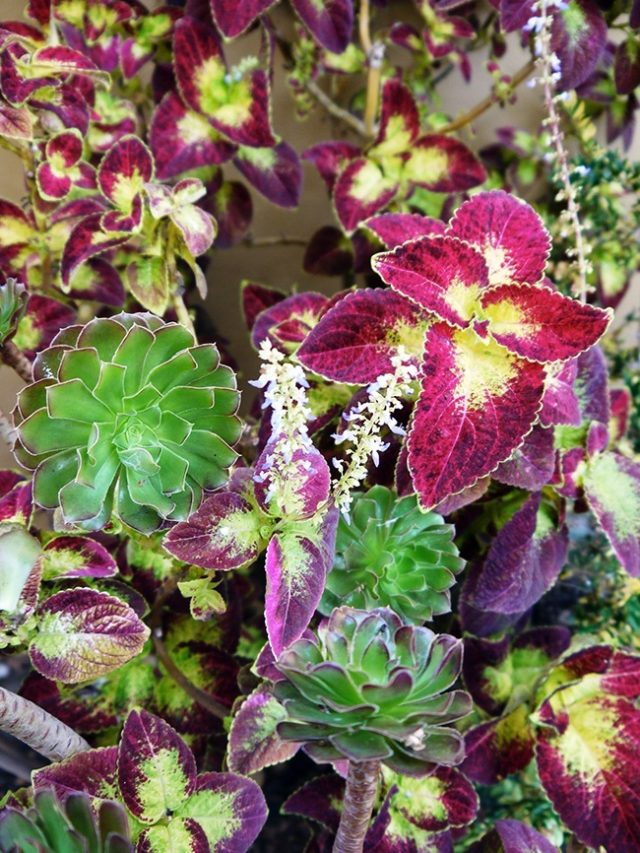 Coleus Flowers