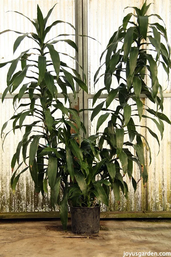 Quintessential Low Light Floor Plant: The Dracaeana Janet Craig (aka Lisa)