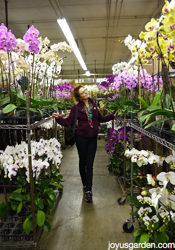 LA Flower District Blooming Plants