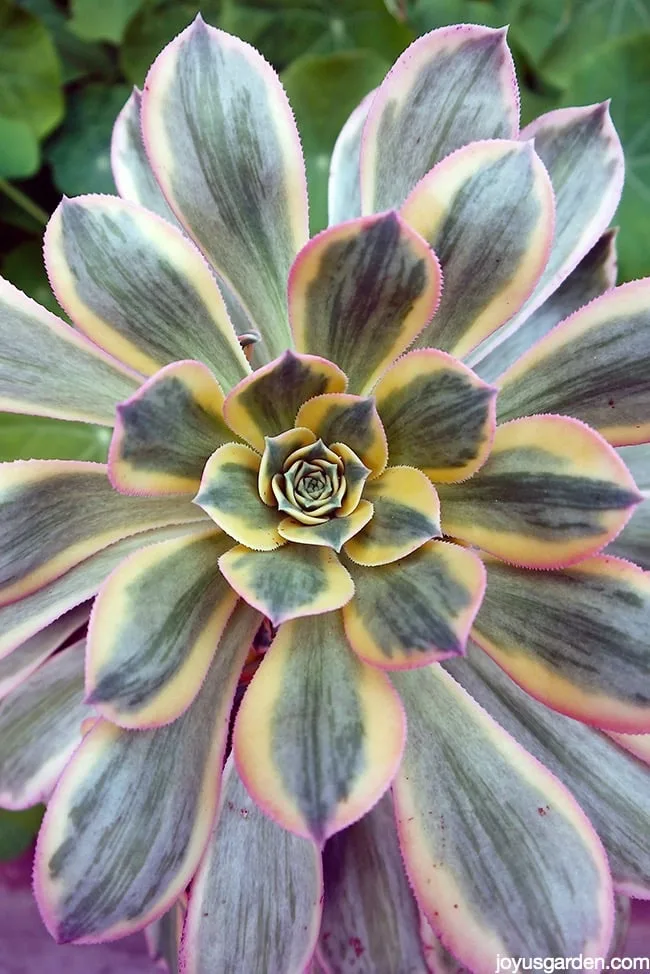 Succulent To Brighten Up The Garden: Aeonium Sunburst