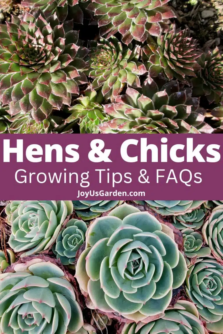 collage of two types of hens and chicks sempervivum and echeveria text reads hens and chicks growing tips and faqs joyusgarden.com