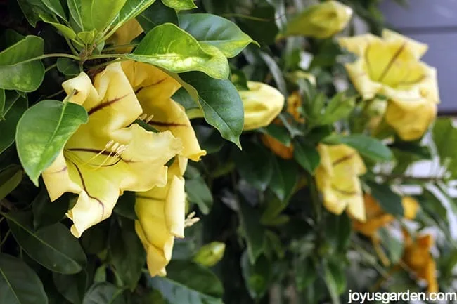 A Plant With Major Attitude: Cup Of Gold Vine (Solandra maxima)