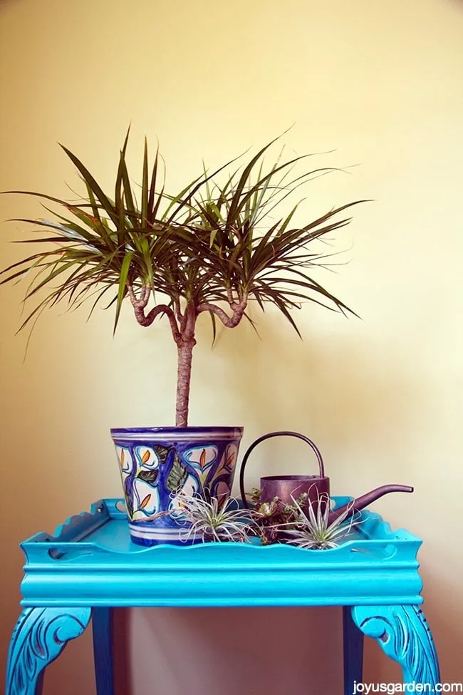 Houseplant Watering 101: Avoid Too Much Of A Good Thing