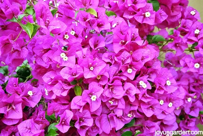 close up of deep magenta pink bougainvillea in full bloom