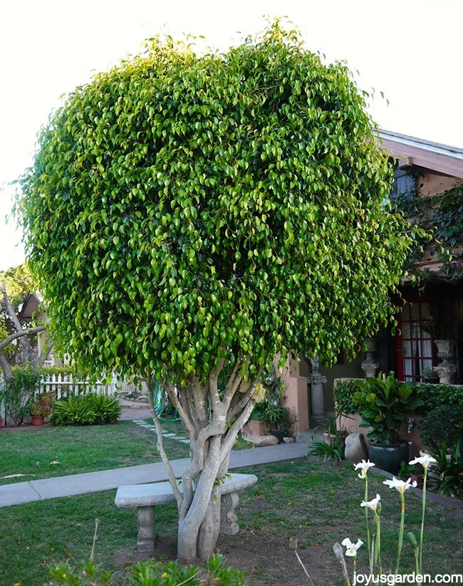 ficus benjamina