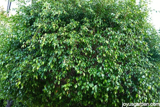 ficus benjamina