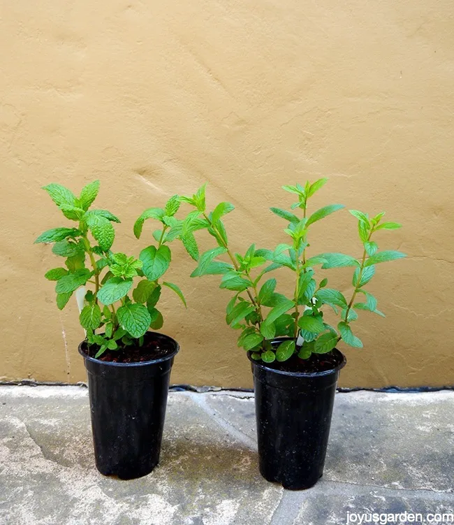 Mint Plant Care & Pruning