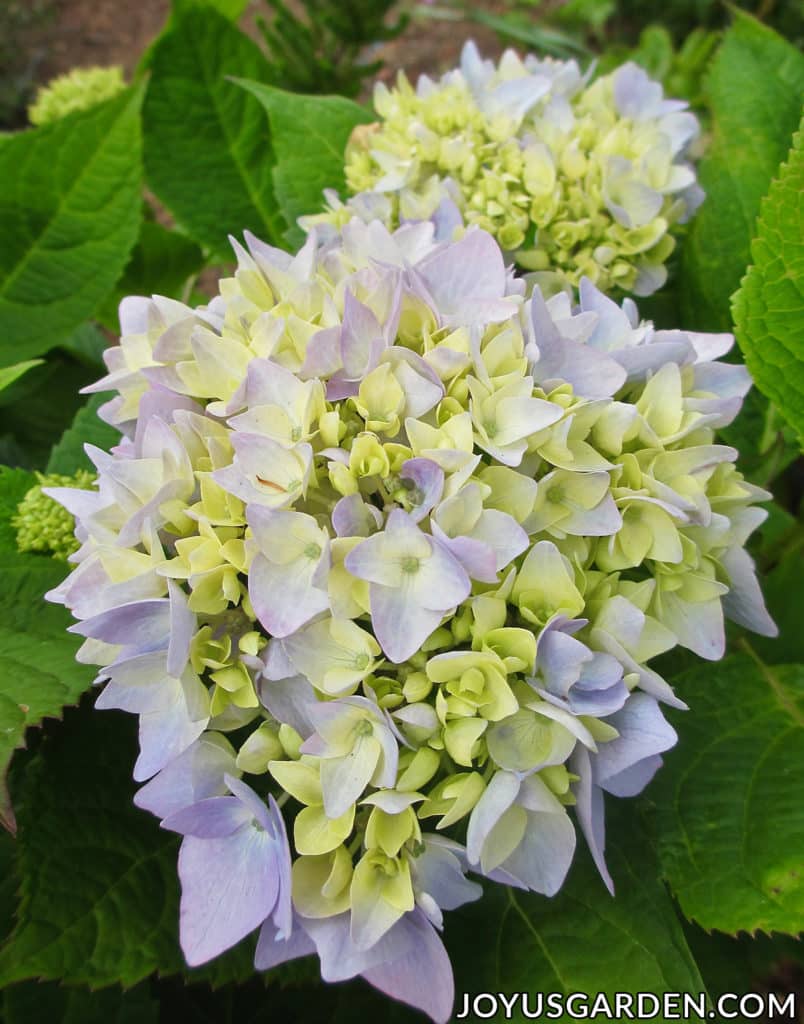 Hydrangea Color Change: The Cause & What To Do (2024 Guide)