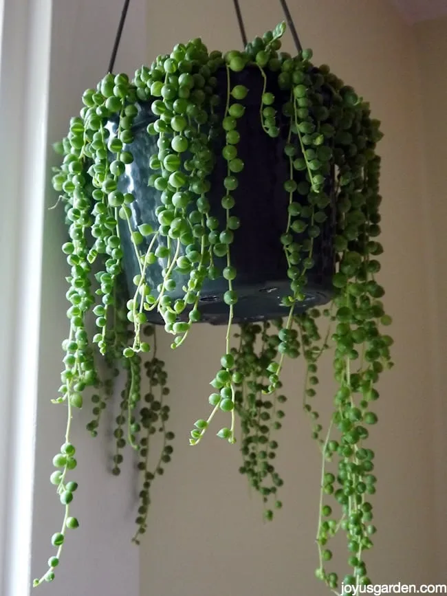 a string of pearls succulent growing in a green plastic grow pot hangs near a window