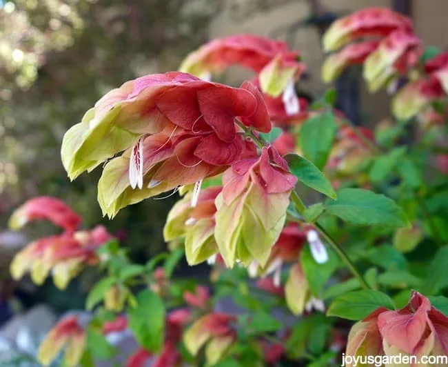 shrimp plant pruning