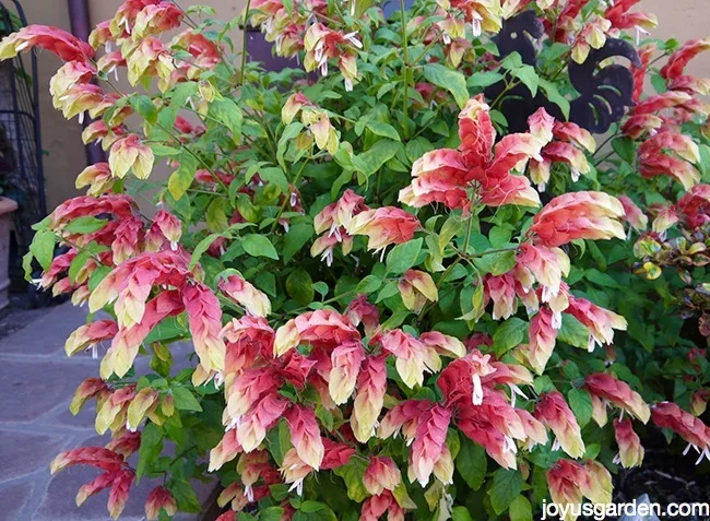 shrimp plant pruning