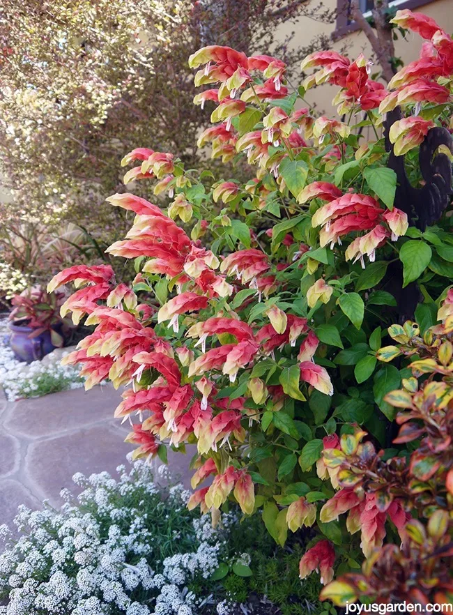 Shrimp Plant Pruning Experiment