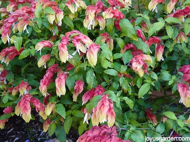 shrimp plant pruning