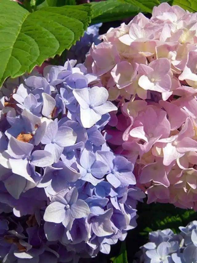 Turning Hydrangeas Blue: How To Guide