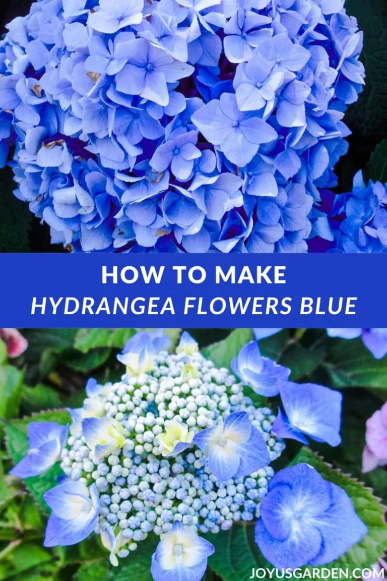 A collage with 2 photos of blue hydrangeas the text reads how to make hydrangea flowers blue joyusgarden.com.