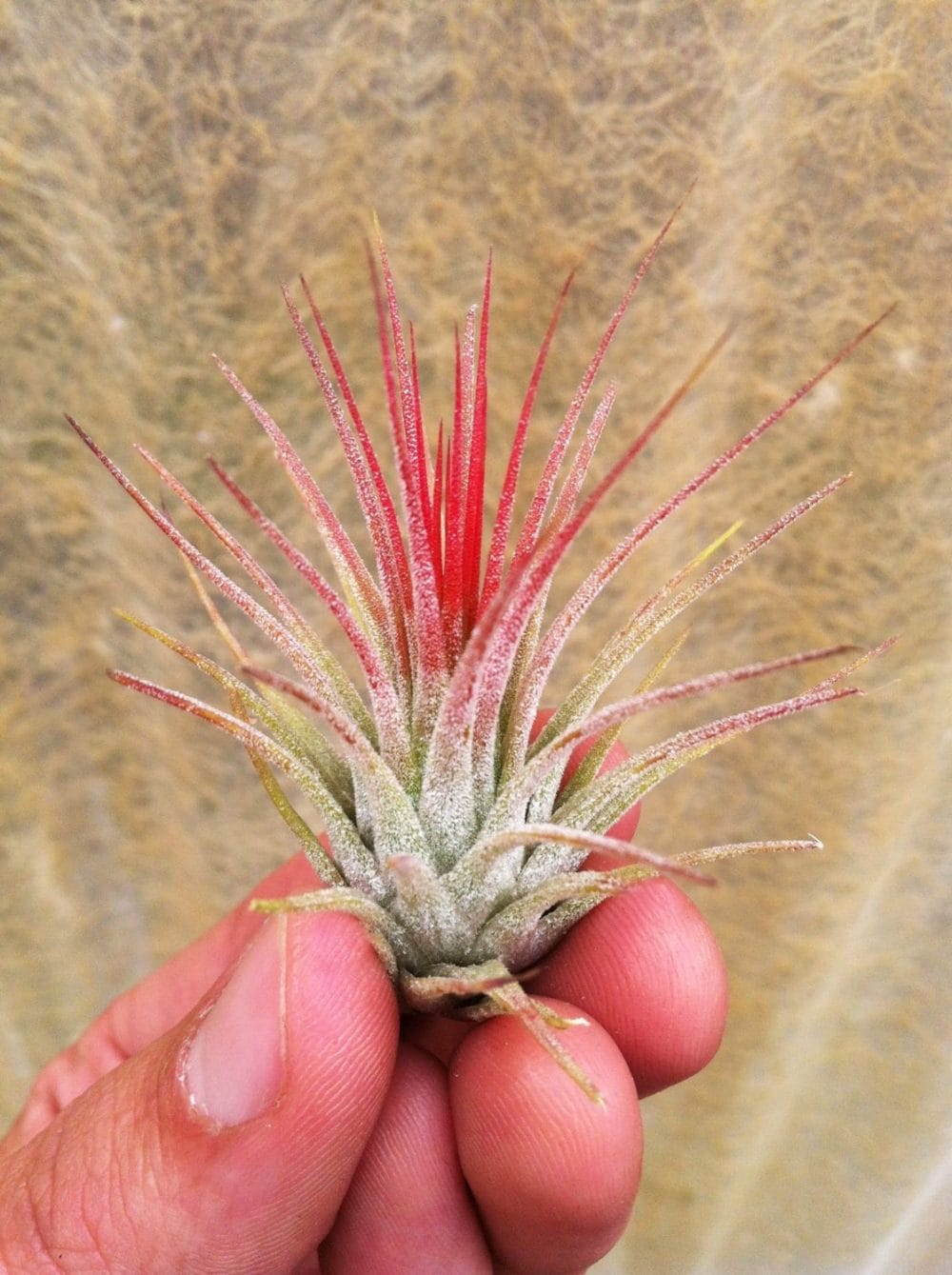 Airplants Tillandsia Red Ionantha Fuego 10 Pack