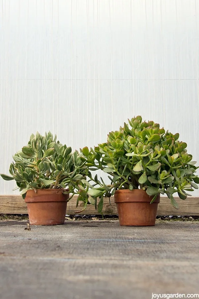 a variegated jade plant & a jade plant in terra cotta pots sit side by side