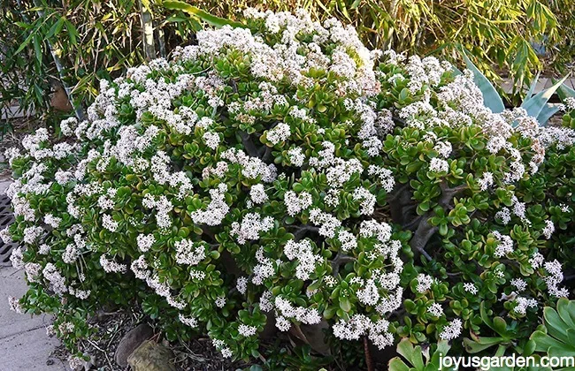 a large jade plants covered in white flowers