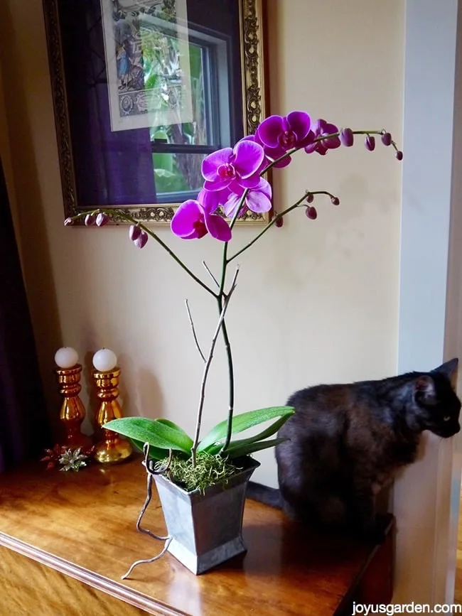 How I Water My Phalaenopsis Orchids