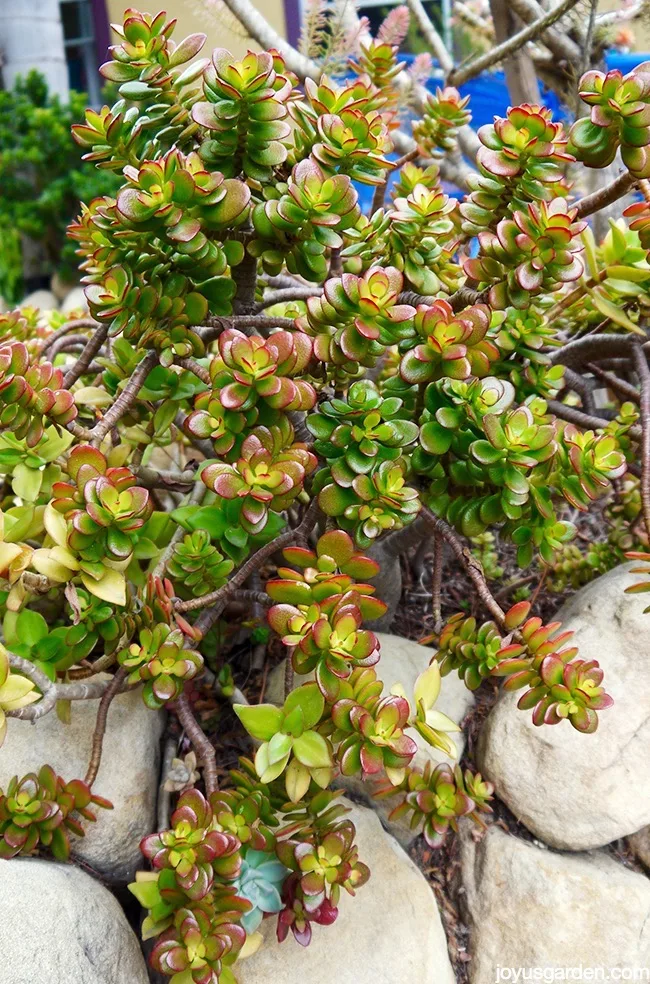 close of of a miniature jade plant with tinges of orange bronze on the leaves