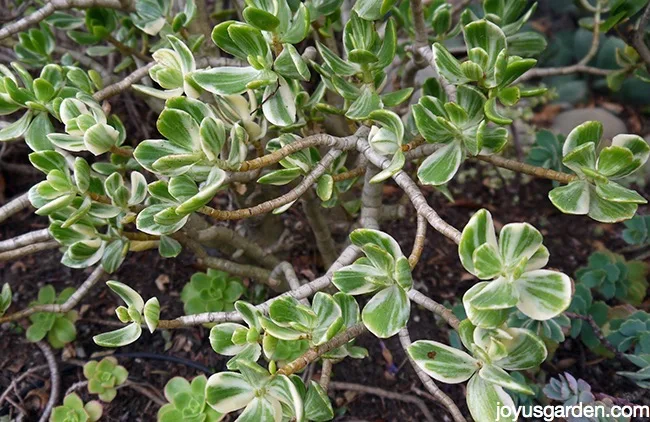 close up of a variegated jade plant