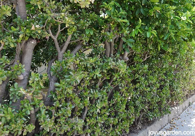 a narrow jade plant hedge grows next to a sidewalk