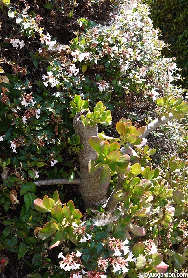 a decapitated jade plant with new growth appearing